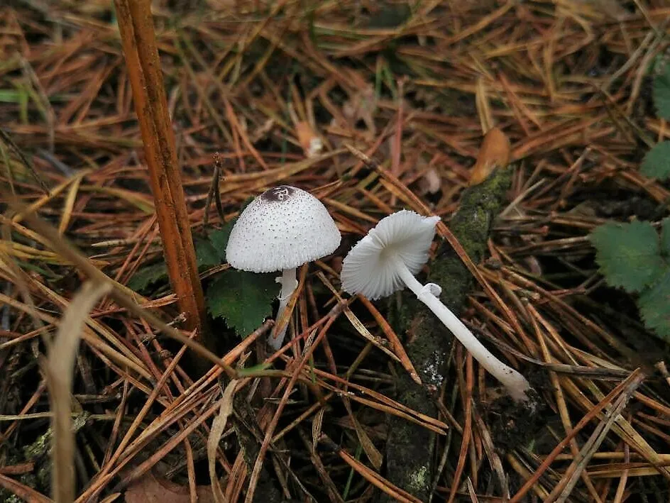 Leucocoprinus brebissonii, 17-10-03